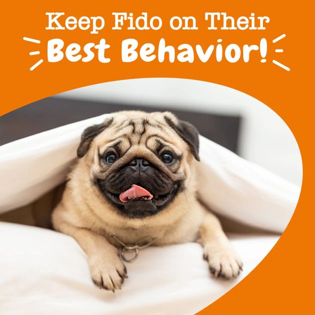 Zesty Paws Hemp Elements Calming OraStix Peppermint Flavored Soft Chews Calming Supplement for Dogs 8 Zesty Paws Hemp Elements Calming OraStix Peppermint Flavored Soft Chews Calming Supplement for Dogs - Image 6