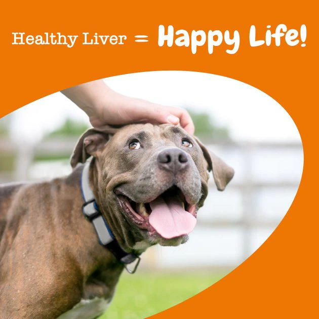 Zesty Paws Liver Support Bites Chicken Flavored Soft Chews Liver Supplement for Dogs 8 Zesty Paws Liver Support Bites Chicken Flavored Soft Chews Liver Supplement for Dogs - Image 6