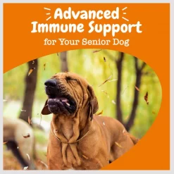 Zesty Paws Advanced Aller-Immune Bites Salmon Flavored Soft Chews Allergy & Immune Supplement for Senior Dogs -Oxbow || Zesty Paws Sales 224444 PT6. SY630 V1659821637