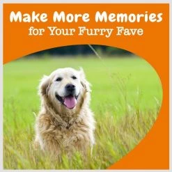 Zesty Paws Advanced Cognition Bites Chicken Flavored Soft Chews Brain & Nervous System Supplement for Senior Dogs -Oxbow || Zesty Paws Sales 249415 PT5. SY630 V1659821089