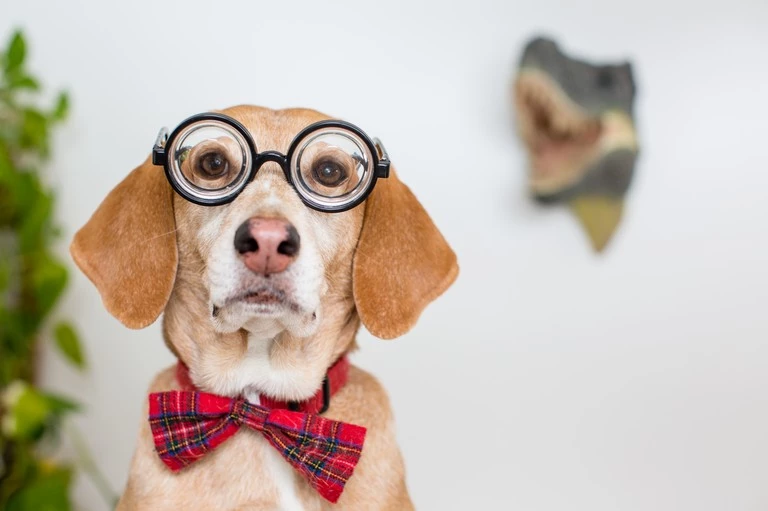 Oxbow || Zesty Paws Sales -Oxbow || Zesty Paws Sales 3