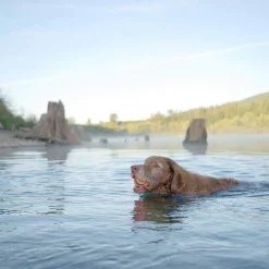 Zesty Paws||Chuckit! Zesty Paws Aller-Immune Lamb Flavored Soft Chews Allergy & Immune Supplement for Dogs + Chuckit! Ultra Rubber Ball Tough Toy -Oxbow || Zesty Paws Sales 365474 PT8. SY630 V1644023520