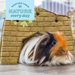 Oxbow Animal Health Enriched Life Timothy Hut Small Animal Toy 11 Oxbow Animal Health Enriched Life Timothy Hut Small Animal Toy -Oxbow || Zesty Paws Sales 531998 PT4. SY630 V1657658628