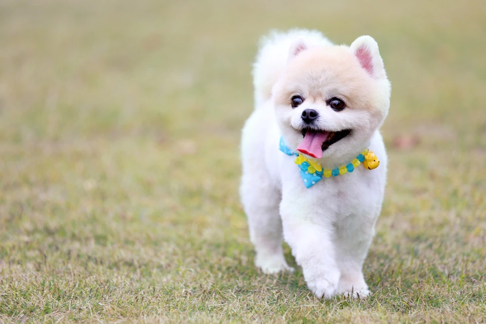 Oxbow || Zesty Paws Sales -Oxbow || Zesty Paws Sales 6