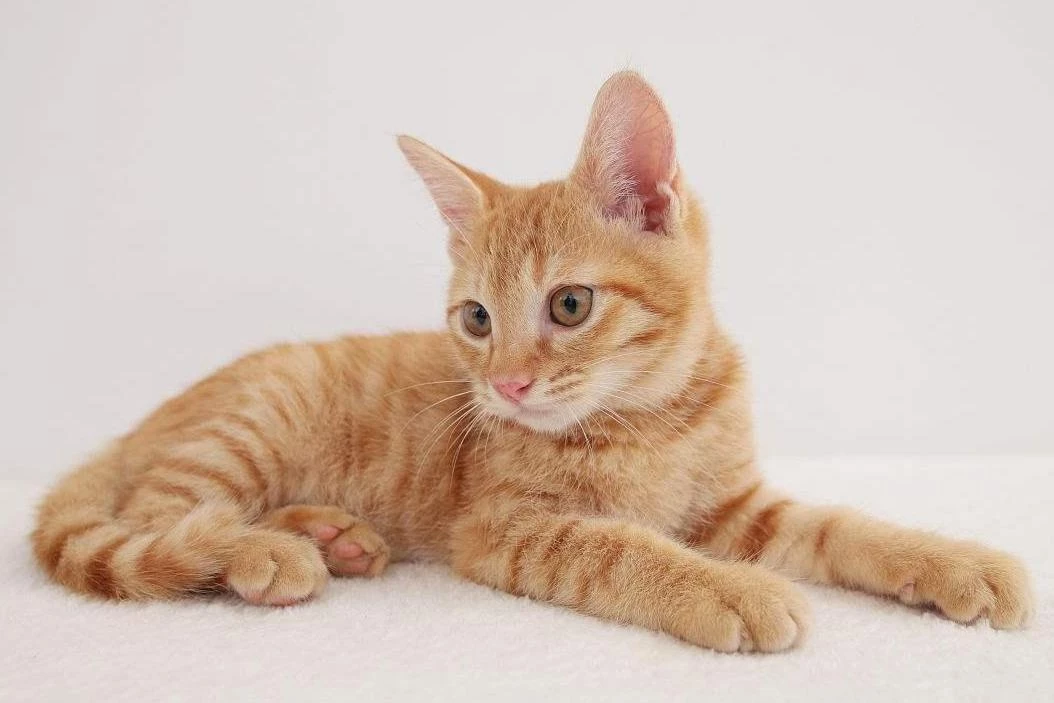 Oxbow || Zesty Paws Sales -Oxbow || Zesty Paws Sales 8