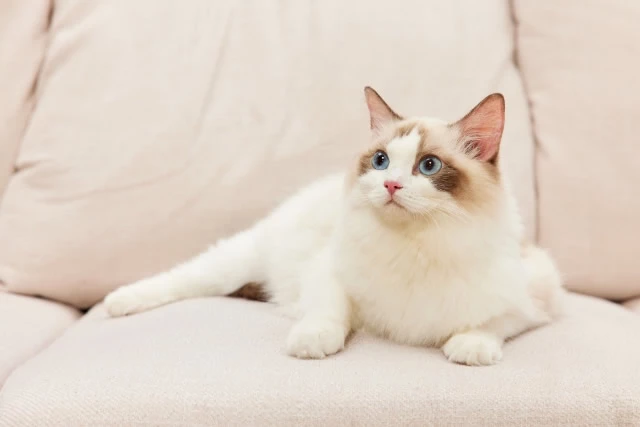 Oxbow || Zesty Paws Sales -Oxbow || Zesty Paws Sales 9