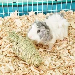 Oxbow Timothy Club Carrot Small Animal Treat 9 Oxbow Timothy Club Carrot Small Animal Treat -Oxbow || Zesty Paws Sales 96134 PT8. SY630 V1518538095