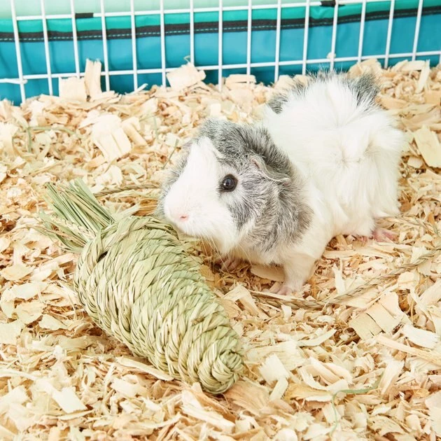 Oxbow Timothy Club Carrot Small Animal Treat 6 Oxbow Timothy Club Carrot Small Animal Treat - Image 4